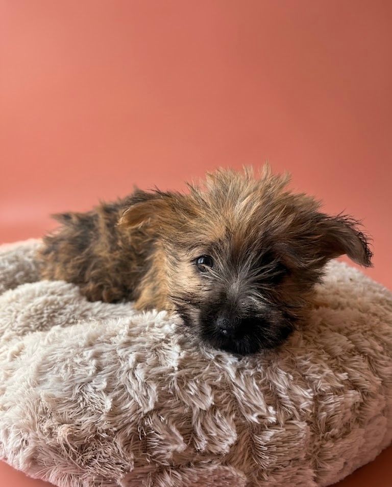 BLOOD, femelle née le 14/02/2026 non LOF (parents LOF)