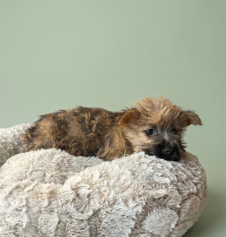 BLOOD, femelle née le 14/02/2026 non LOF (parents LOF)