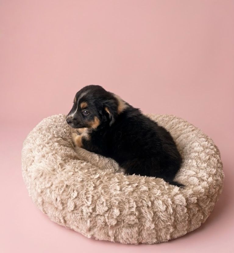 BALI, femelle née le 21/02/2026 non LOF (parents LOF)