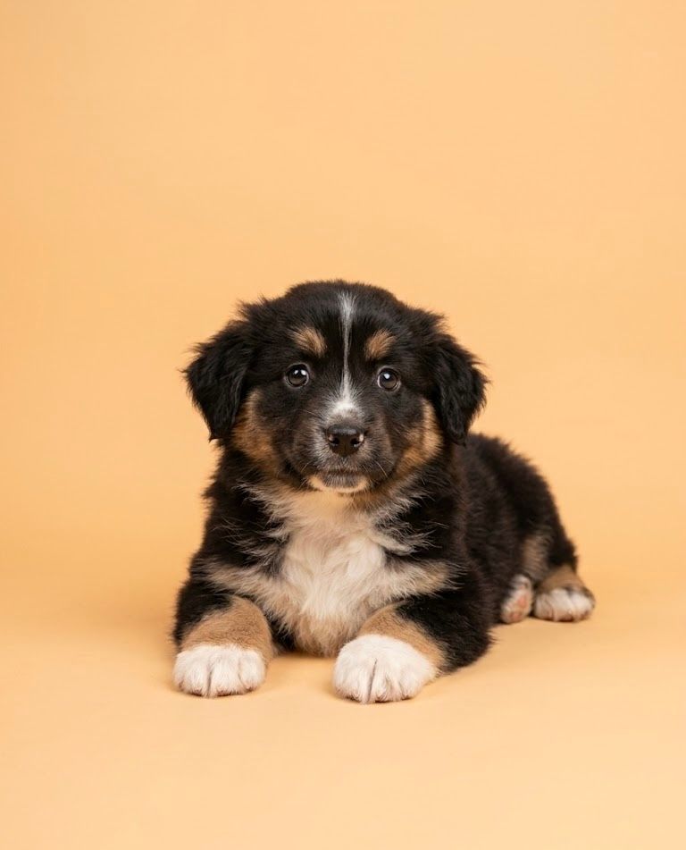 BALI, femelle née le 21/02/2026 non LOF (parents LOF)