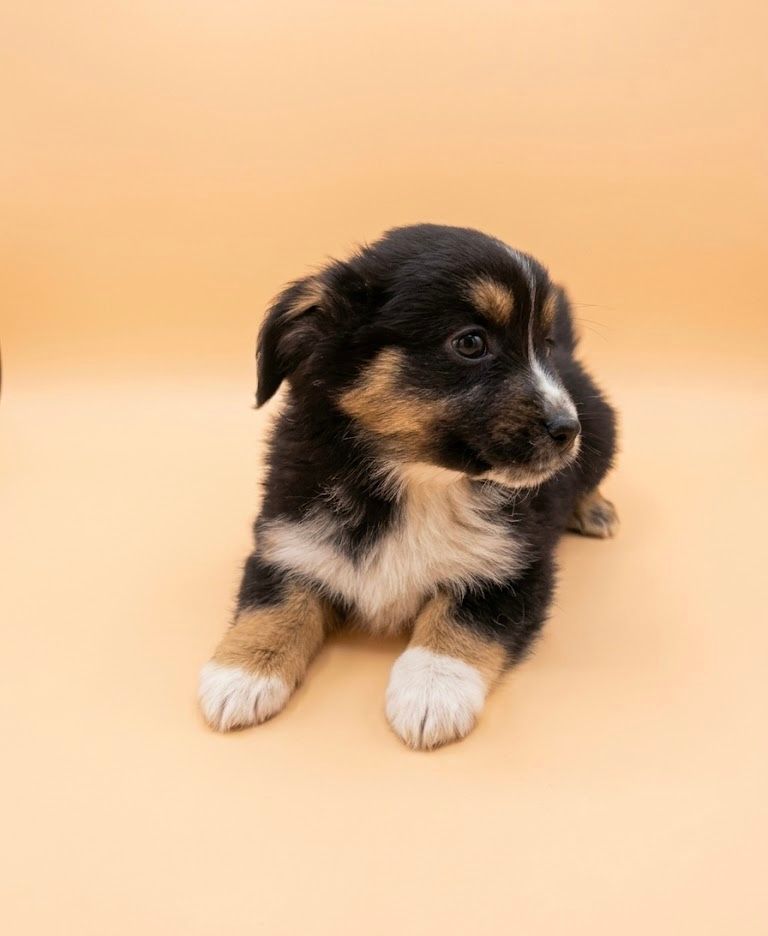 BALI, femelle née le 21/02/2026 non LOF (parents LOF)