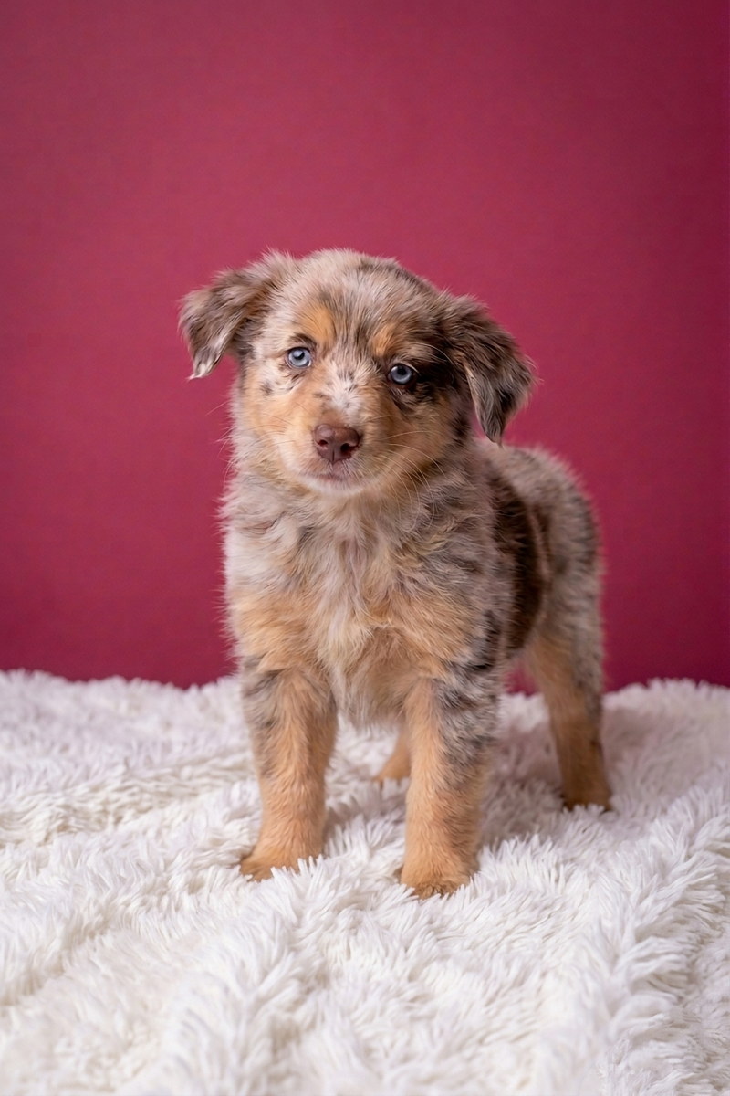 BELLA, femelle née le 24/02/2026 non LOF (parents LOF)