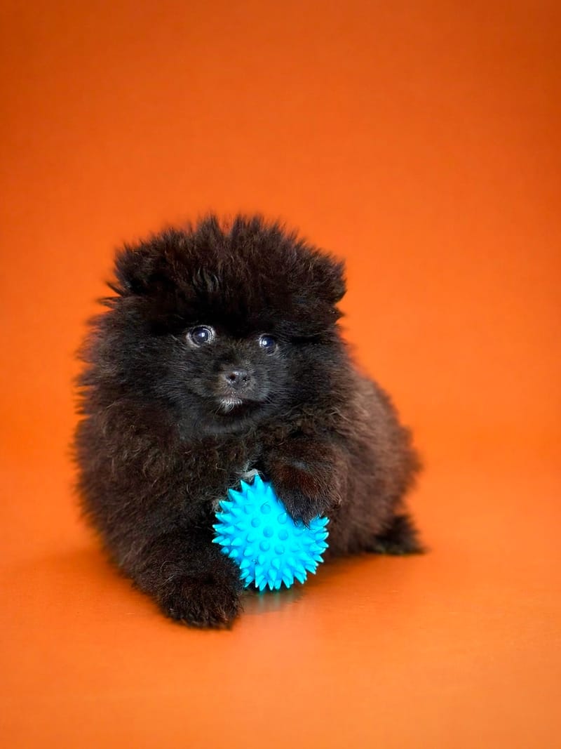 BLOOD, mâle né le 18/02/2026 non LOF (parents LOF)