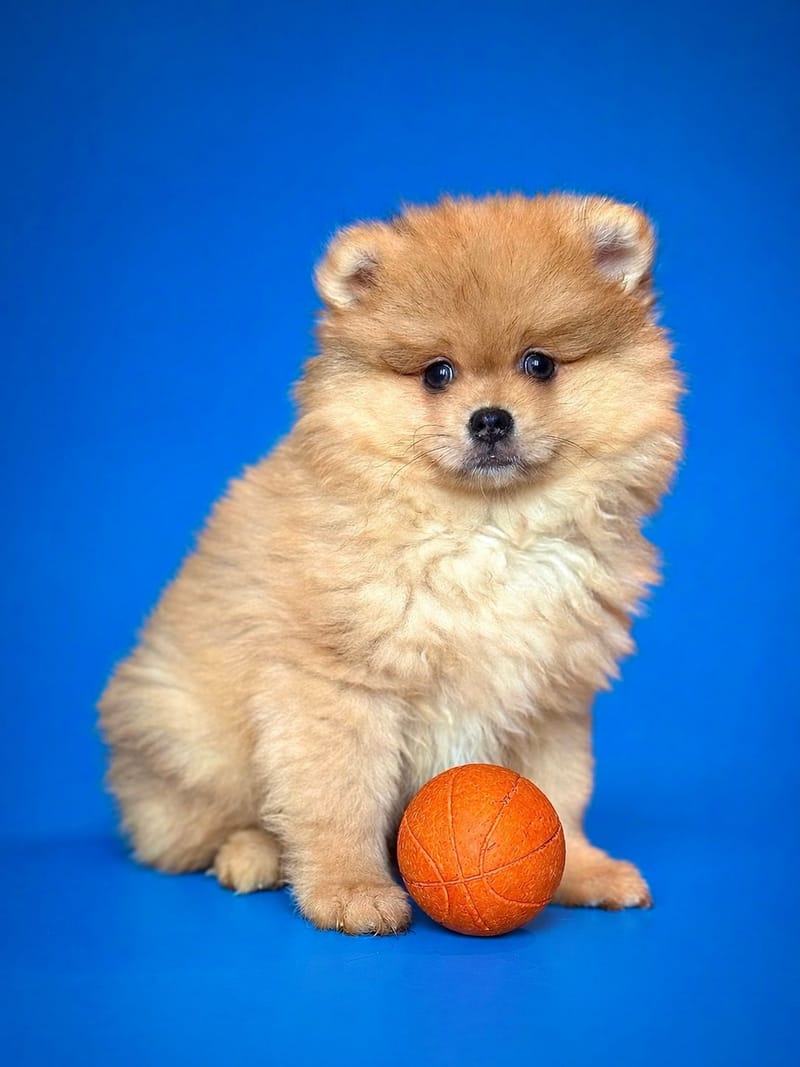 BENTLEY, mâle né le 18/02/2026 non LOF (parents LOF)