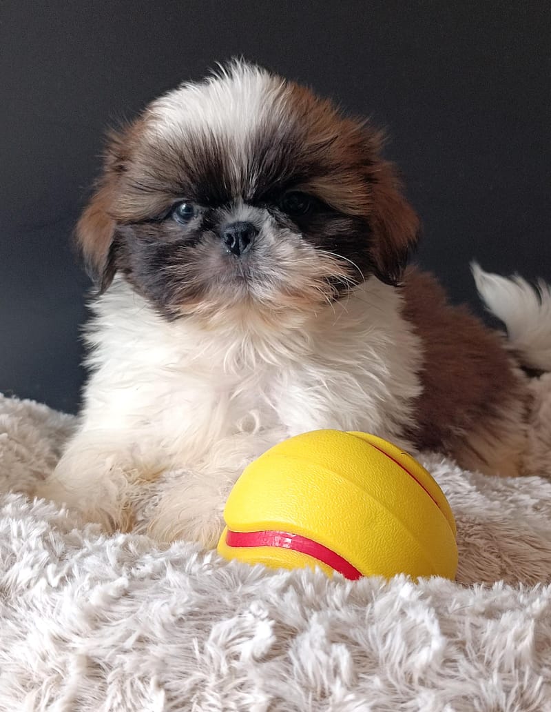 BROWNY, mâle né le 05/02/2026 non LOF (parents LOF)