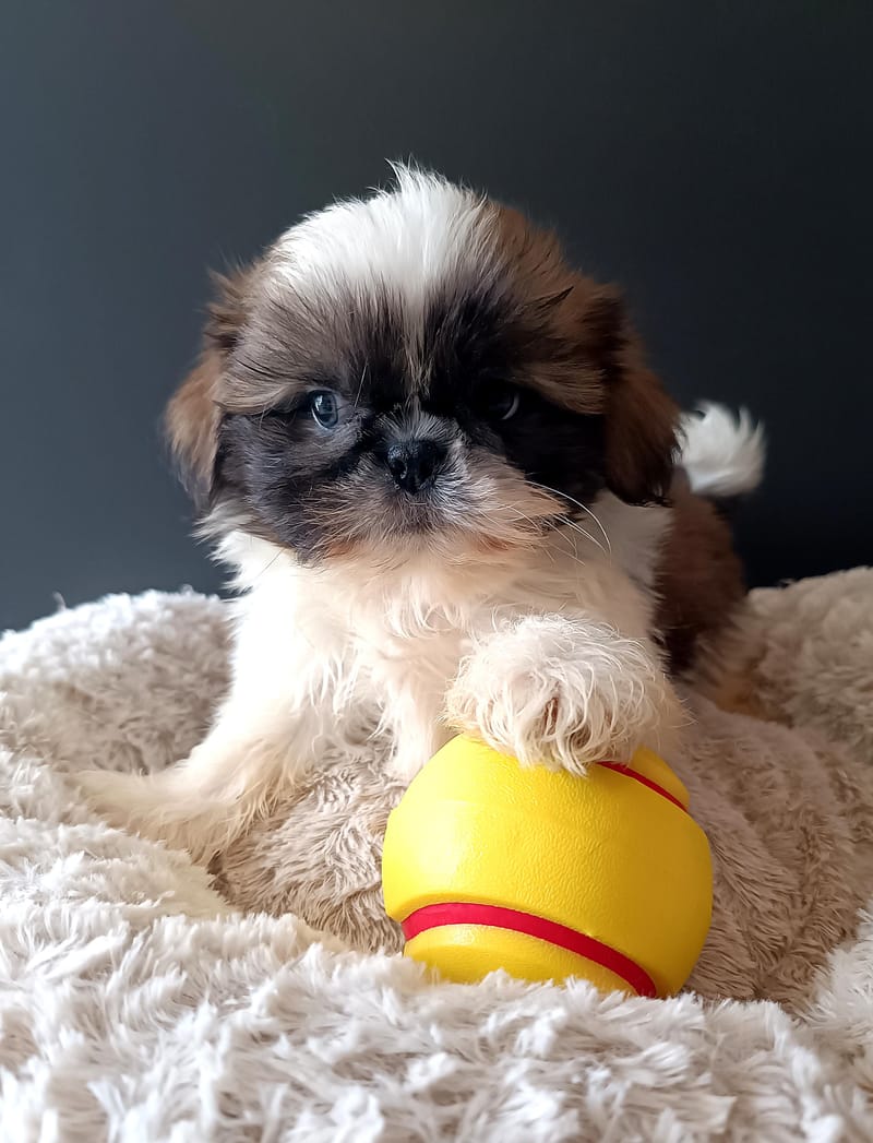 BROWNY, mâle né le 05/02/2026 non LOF (parents LOF)