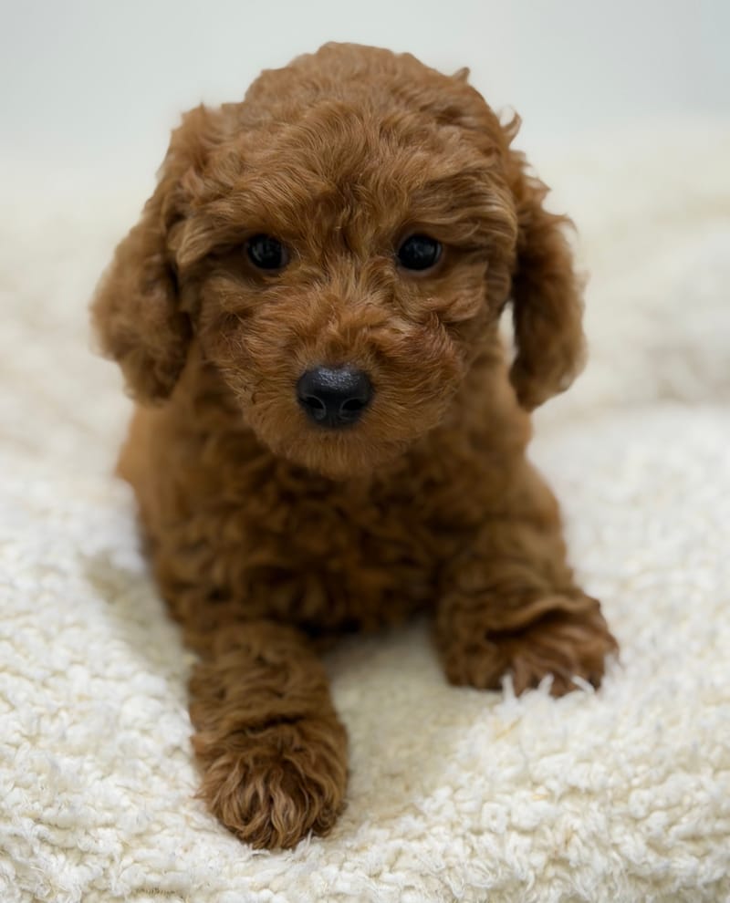 Bakara, Caniche femelle née le 14/02/26 Non LOF (dispo dès le 22/04)