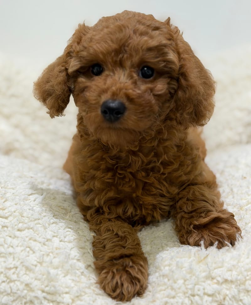 Bakara, Caniche femelle née le 14/02/26 Non LOF (dispo dès le 22/04)