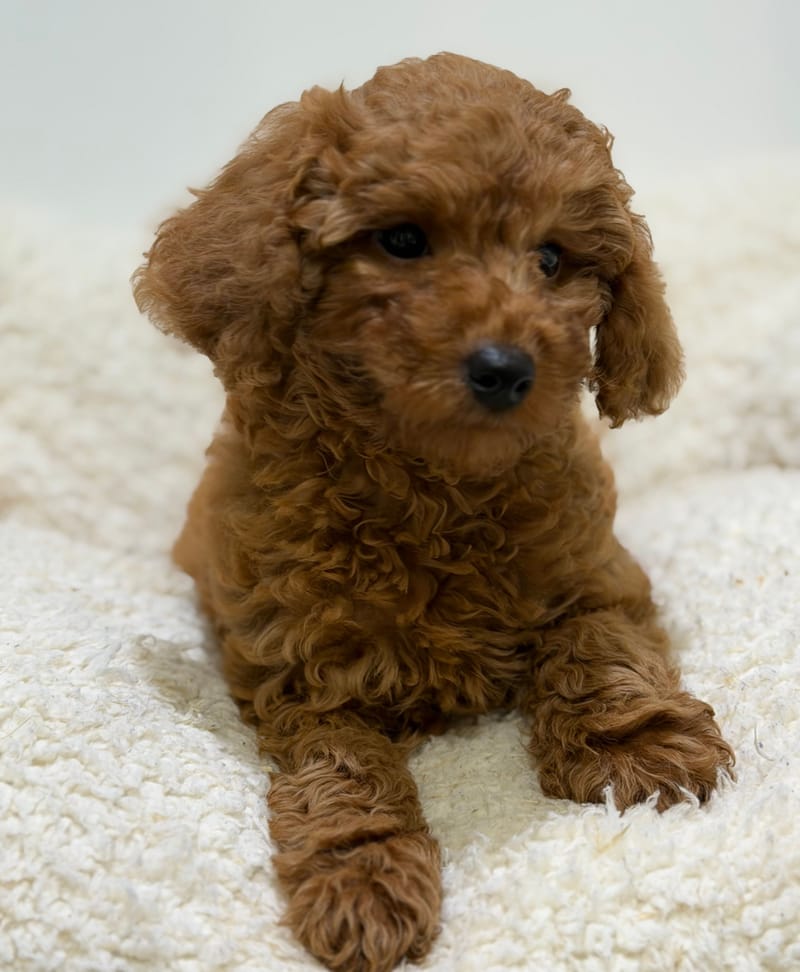 Bakara, Caniche femelle née le 14/02/26 Non LOF (dispo dès le 22/04)