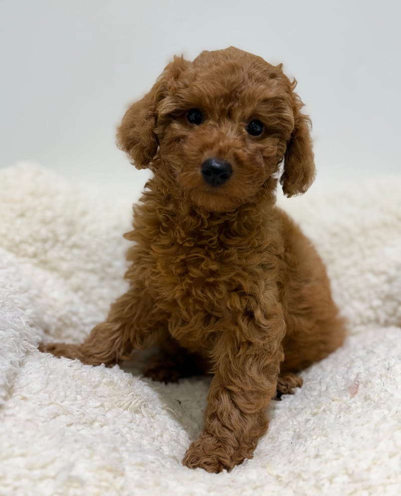 Bakara, Caniche femelle née le 14/02/26 Non LOF (dispo dès le 22/04)