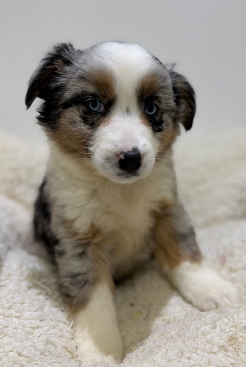 Bretzel, Berger Américain (BM) femelle née le 24/02/26 Non LOF (dispo dès le 22/04)