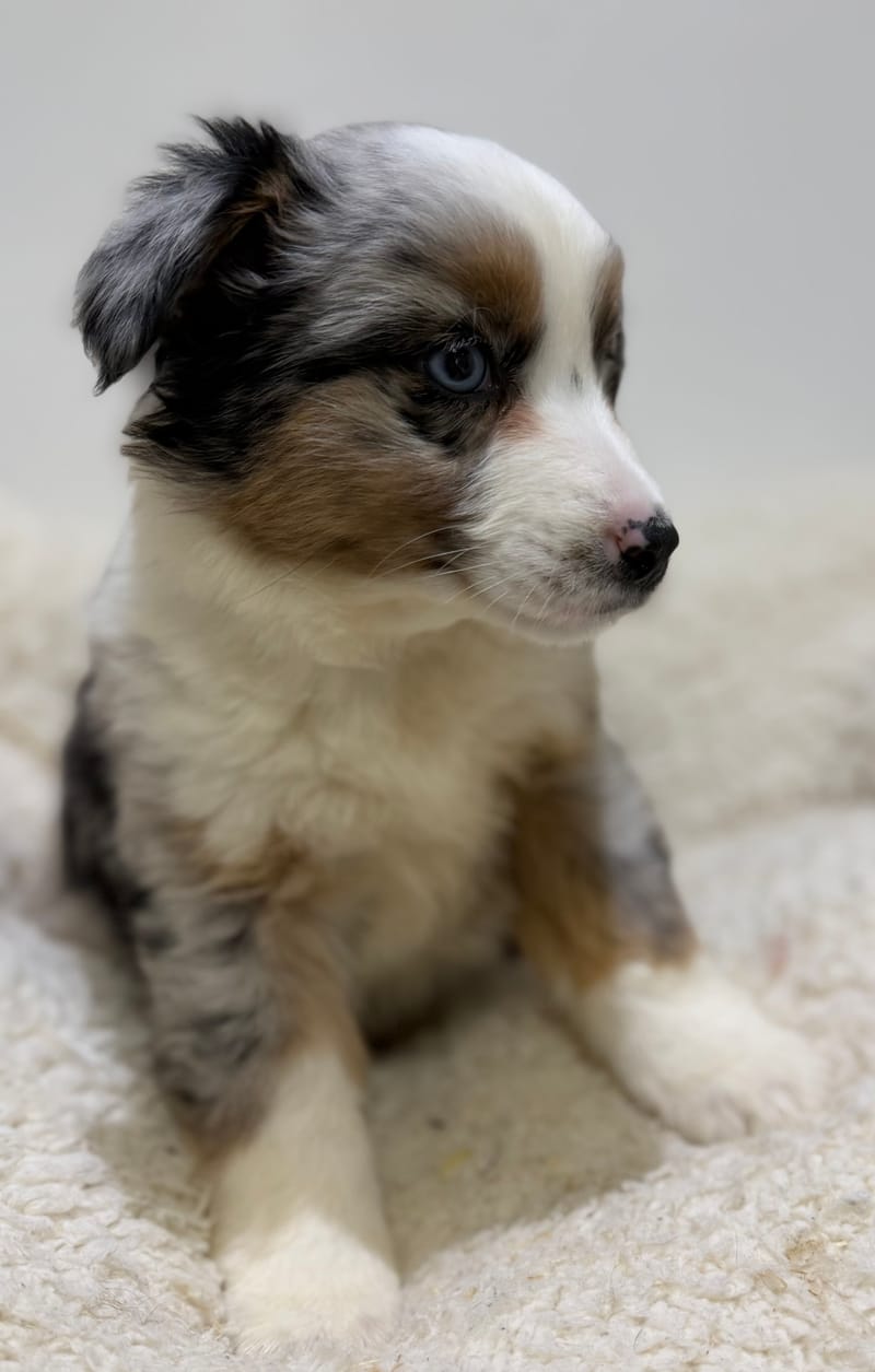 Bretzel, Berger Américain (BM) femelle née le 24/02/26 Non LOF (dispo dès le 22/04)