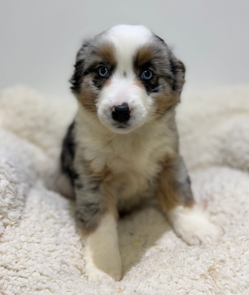 Bretzel, Berger Américain (BM) femelle née le 24/02/26 Non LOF (dispo dès le 22/04)