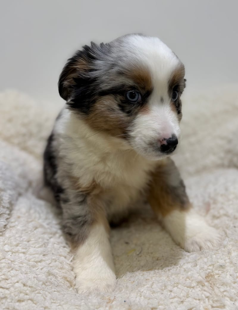 Bretzel, Berger Américain (BM) femelle née le 24/02/26 Non LOF (dispo dès le 22/04)