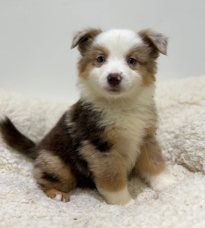 Begonia, Berger Américain (RM) femelle née le 24/02/26 Non LOF (dispo dès le 22/04)