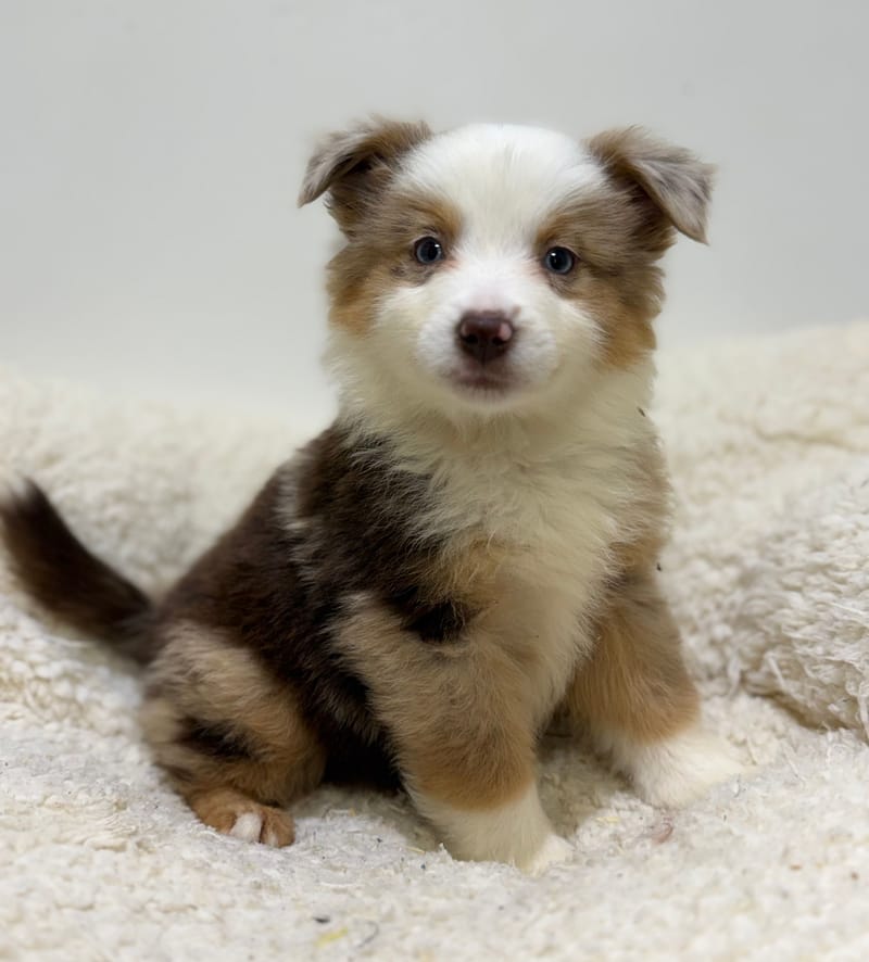 Begonia, Berger Américain (RM) femelle née le 24/02/26 Non LOF (dispo dès le 22/04)