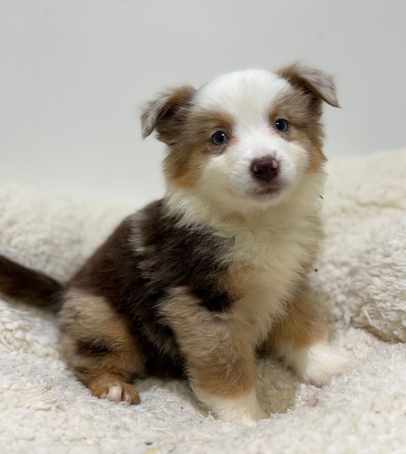 Begonia, Berger Américain (RM) femelle née le 24/02/26 Non LOF (dispo dès le 22/04)