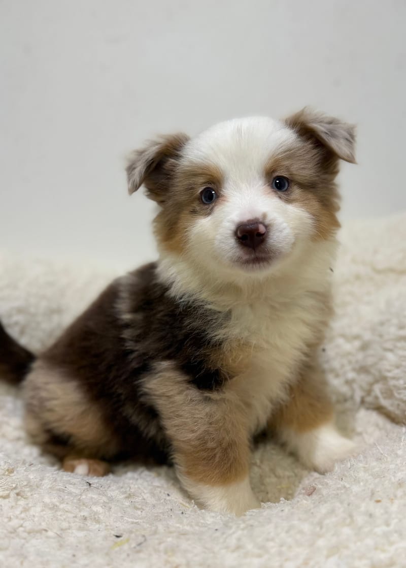 Begonia, Berger Américain (RM) femelle née le 24/02/26 Non LOF (dispo dès le 22/04)