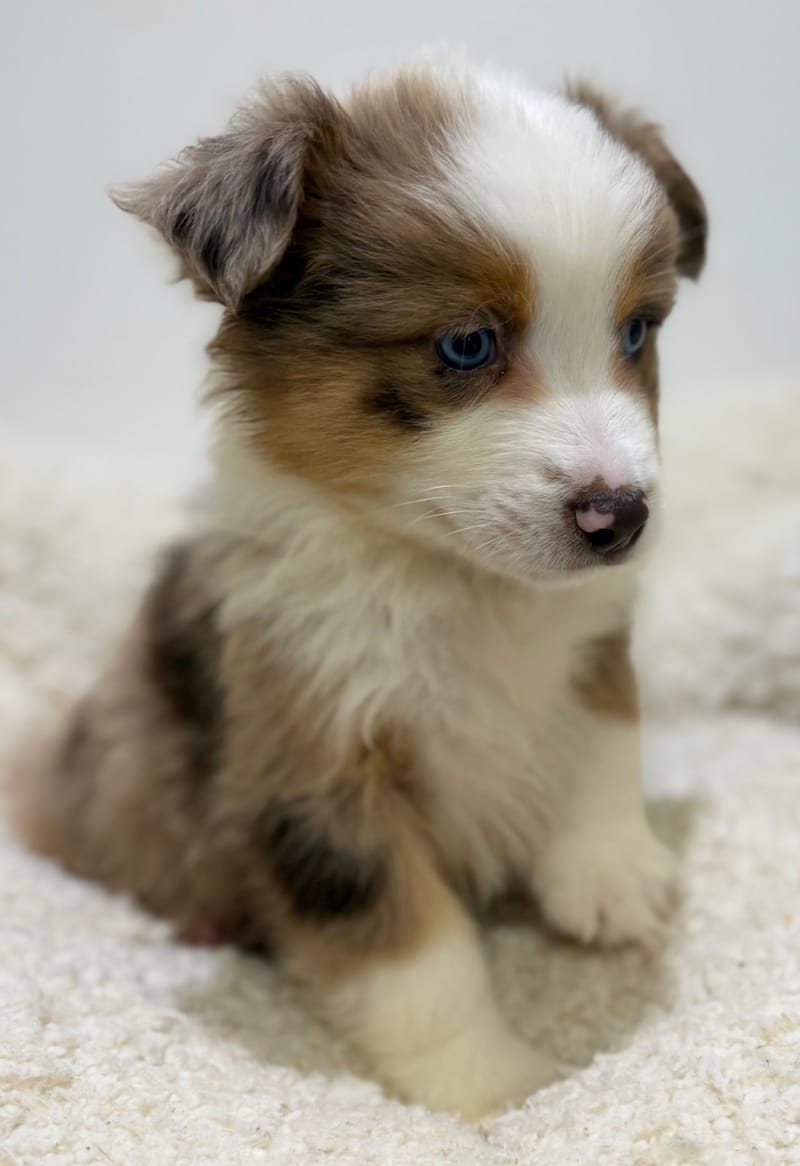 Bretzel, Berger Américain (RM) mâle né le 24/02/26 Non LOF (dispo dès le 22/04)