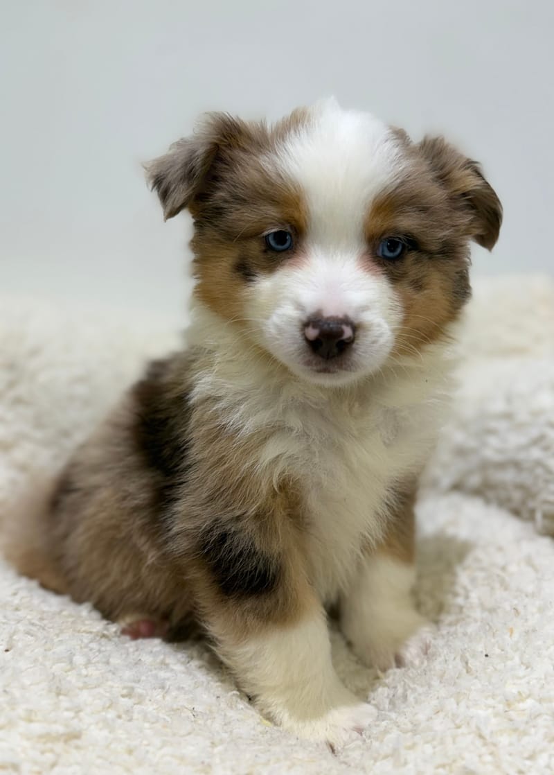 Bretzel, Berger Américain (RM) mâle né le 24/02/26 Non LOF (dispo dès le 22/04)