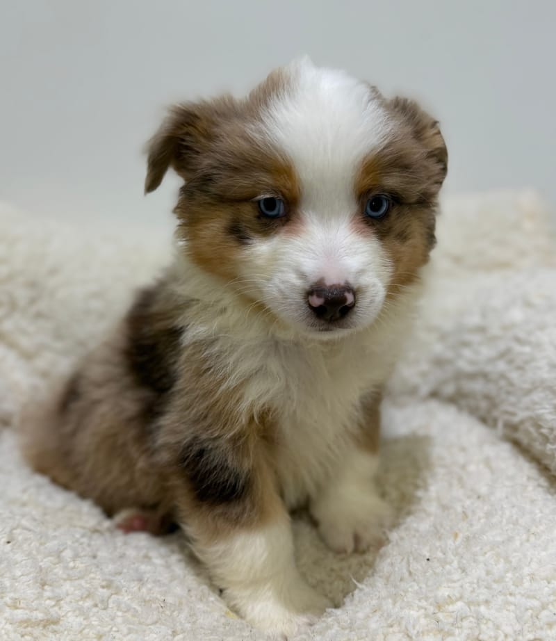 Bretzel, Berger Américain (RM) mâle né le 24/02/26 Non LOF (dispo dès le 22/04)