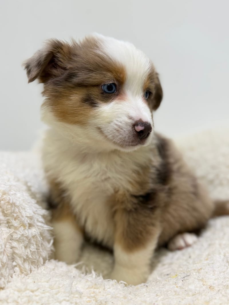 Bretzel, Berger Américain (RM) mâle né le 24/02/26 Non LOF (dispo dès le 22/04)