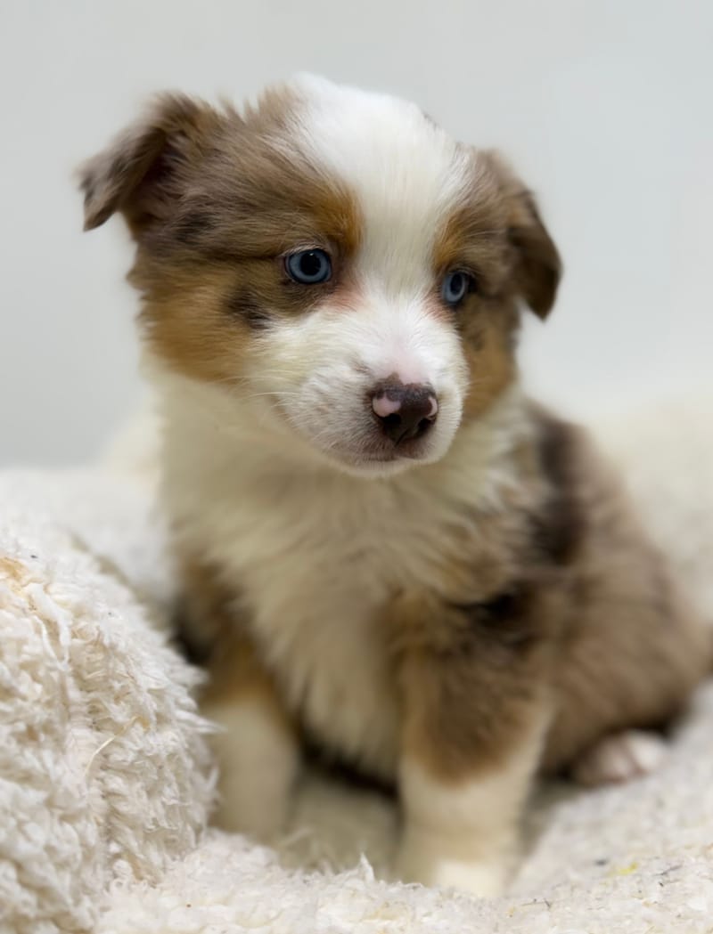 Bretzel, Berger Américain (RM) mâle né le 24/02/26 Non LOF (dispo dès le 22/04)