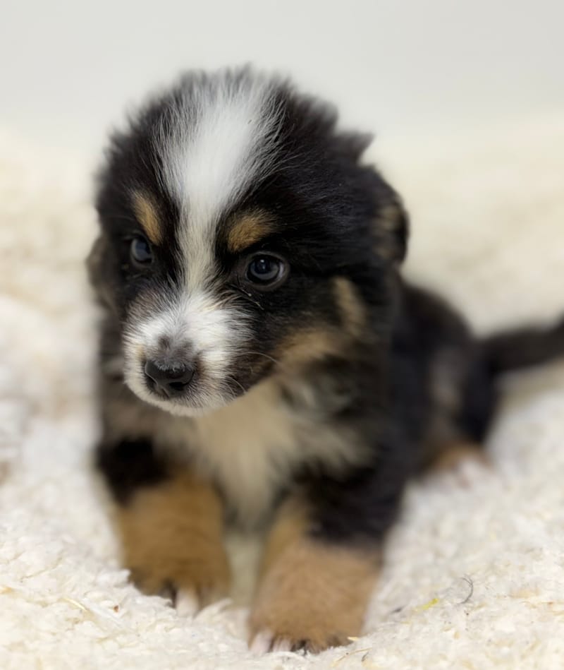 Bob, Berger Américain (NT) mâle né le 24/02/26 Non LOF (dispo dès le 22/04)