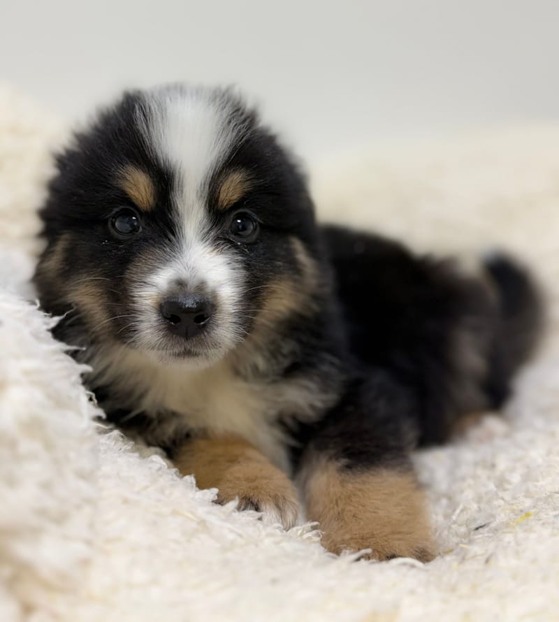 Bob, Berger Américain (NT) mâle né le 24/02/26 Non LOF (dispo dès le 22/04)