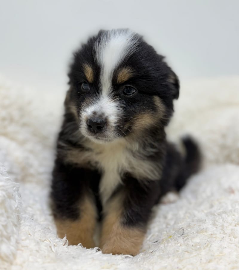 Bob, Berger Américain (NT) mâle né le 24/02/26 Non LOF (dispo dès le 22/04)