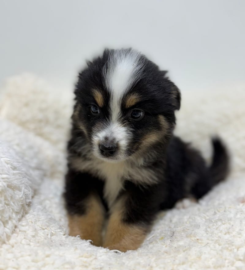 Bob, Berger Américain (NT) mâle né le 24/02/26 Non LOF (dispo dès le 22/04)