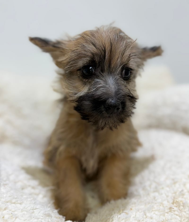 Britney, Cairn Terrier femelle née le 14/02/26 Non LOF (dispo dès le 22/04)