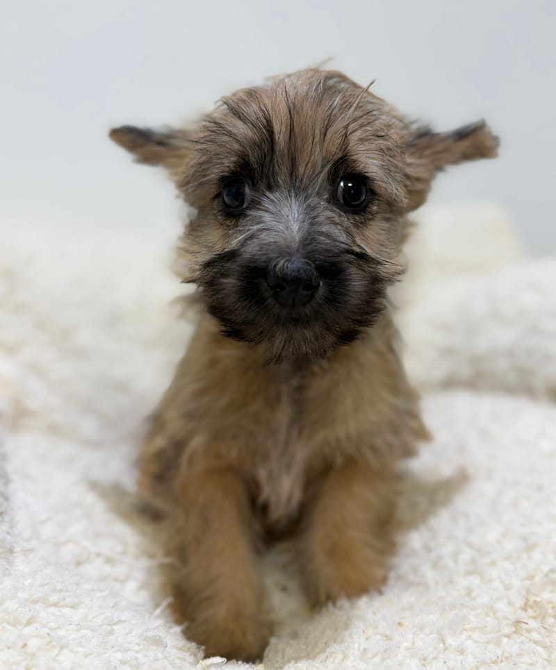 Britney, Cairn Terrier femelle née le 14/02/26 Non LOF (dispo dès le 22/04)