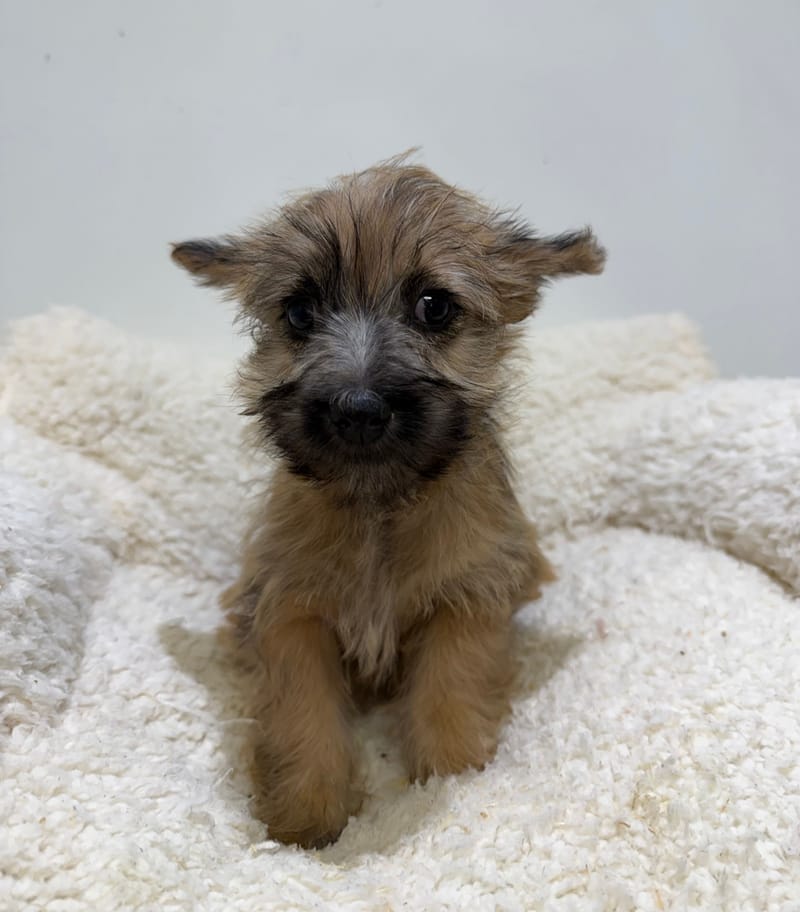 Britney, Cairn Terrier femelle née le 14/02/26 Non LOF (dispo dès le 22/04)