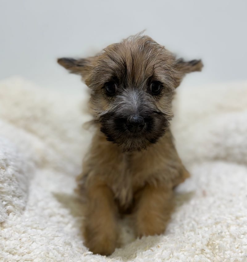 Britney, Cairn Terrier femelle née le 14/02/26 Non LOF (dispo dès le 22/04)