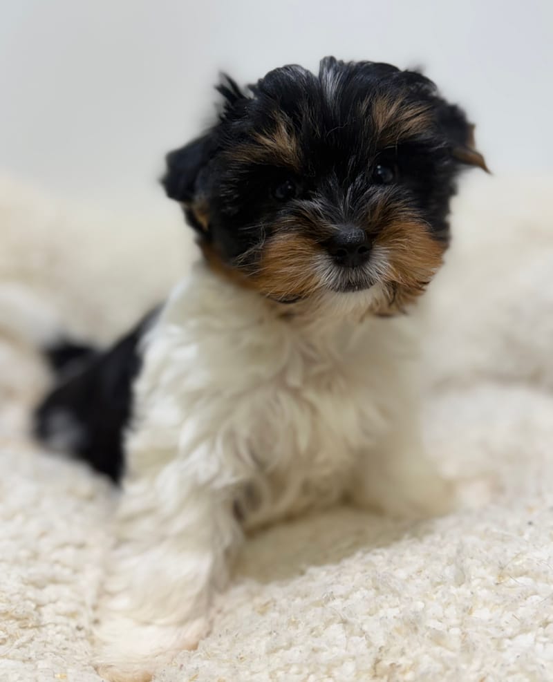 Betty, Yorkshire Biewer femelle née le 05/03/26 Non LOF