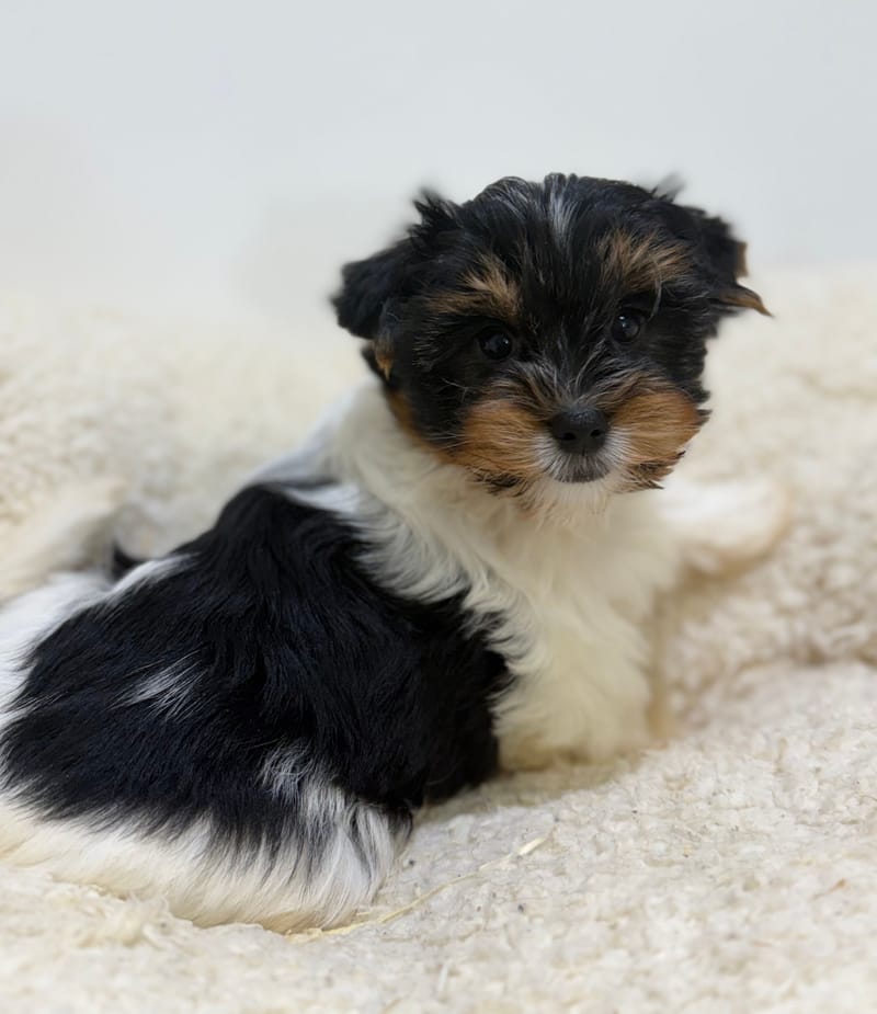 Betty, Yorkshire Biewer femelle née le 05/03/26 Non LOF