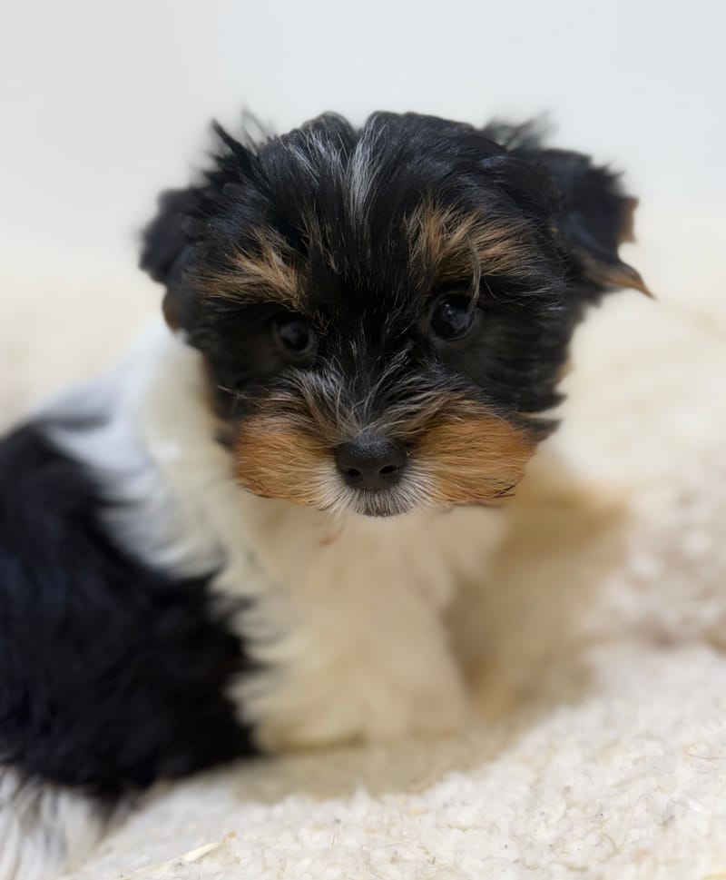 Betty, Yorkshire Biewer femelle née le 05/03/26 Non LOF