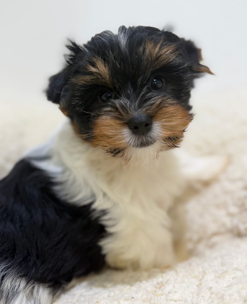 Betty, Yorkshire Biewer femelle née le 05/03/26 Non LOF