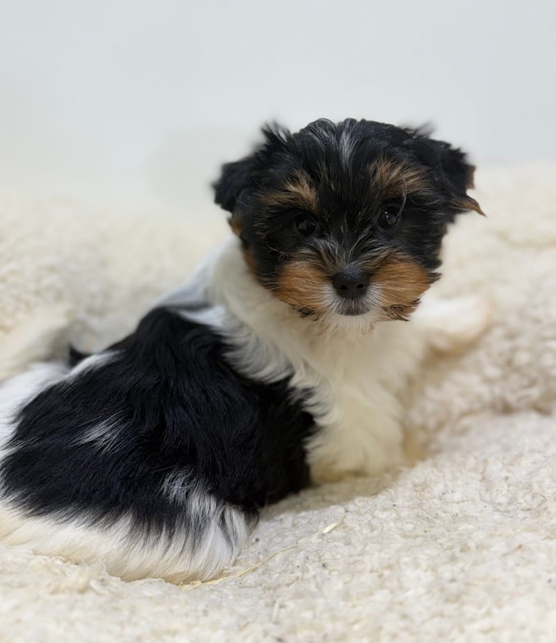 Betty, Yorkshire Biewer femelle née le 05/03/26 Non LOF