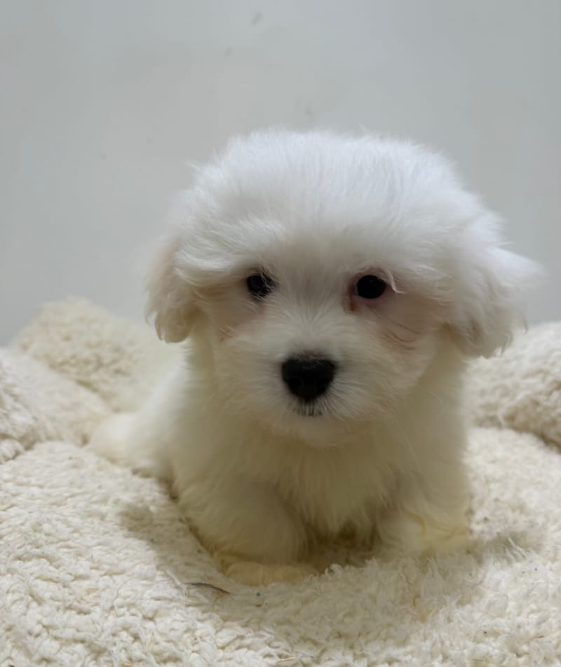 Basil, Coton de Tulear mâle né le 01/03/26 LOF