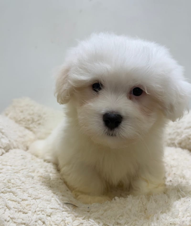 Basil, Coton de Tulear mâle né le 01/03/26 LOF