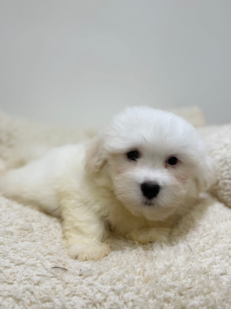 Basil, Coton de Tulear mâle né le 01/03/26 LOF