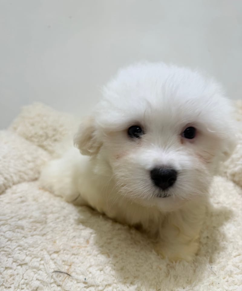 Basil, Coton de Tulear mâle né le 01/03/26 LOF