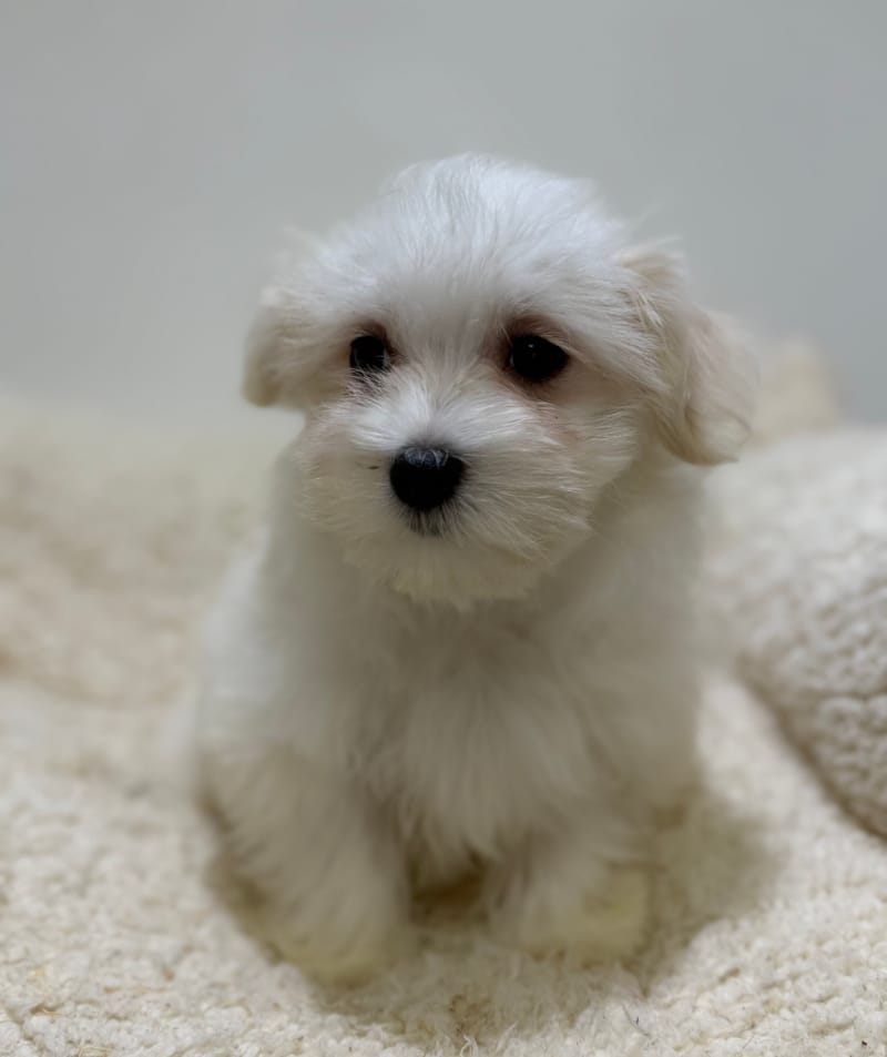 Boston, Bichon Maltais femelle née le 06/02/26 LOF