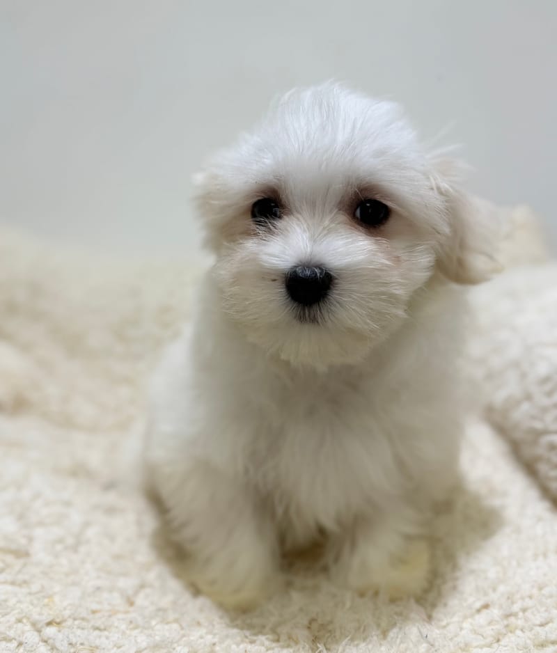 Boston, Bichon Maltais femelle née le 06/02/26 LOF