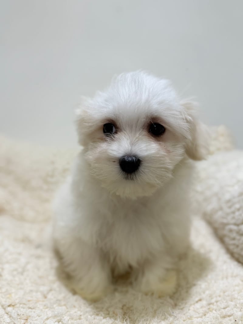 Boston, Bichon Maltais femelle née le 06/02/26 LOF