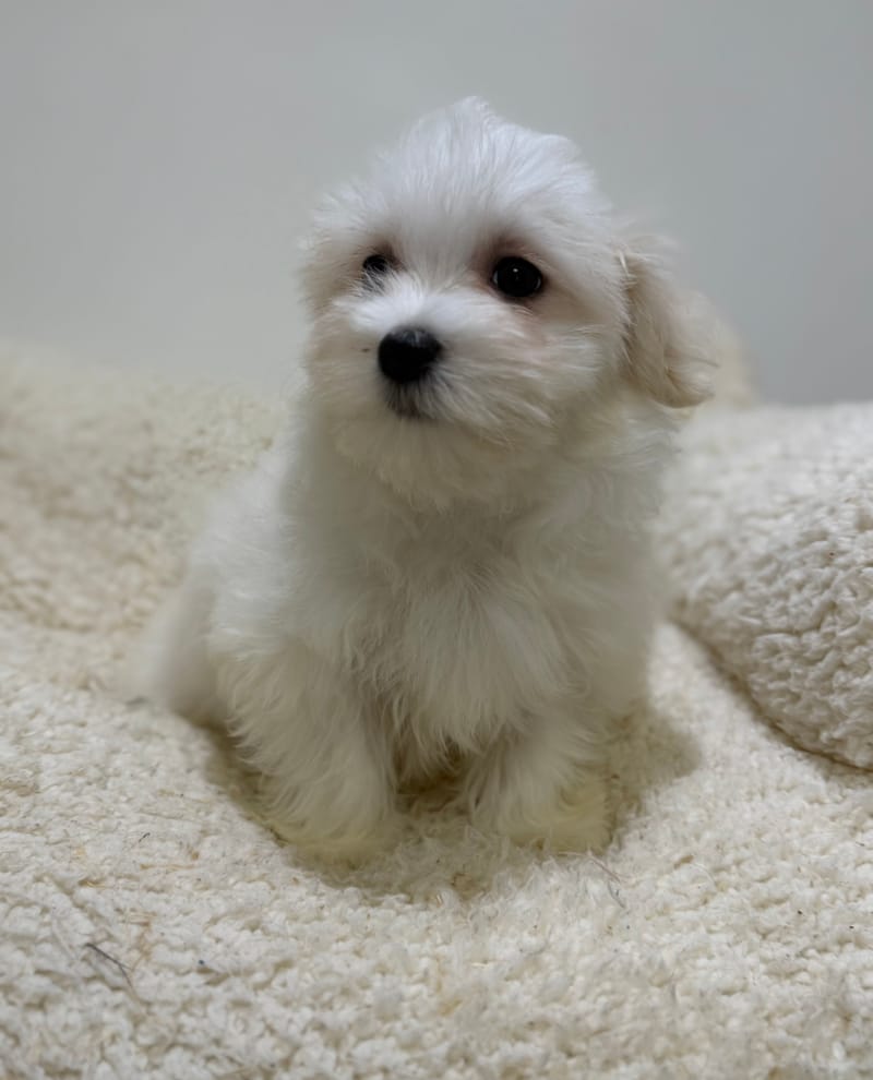 Boston, Bichon Maltais femelle née le 06/02/26 LOF