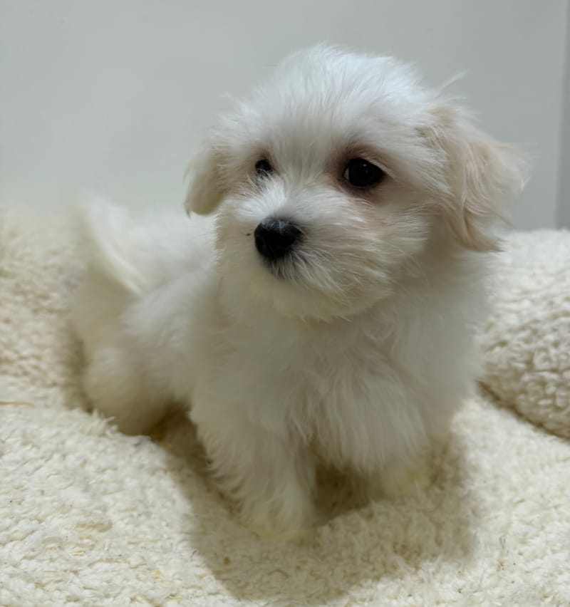 Boston, Bichon Maltais femelle née le 06/02/26 LOF