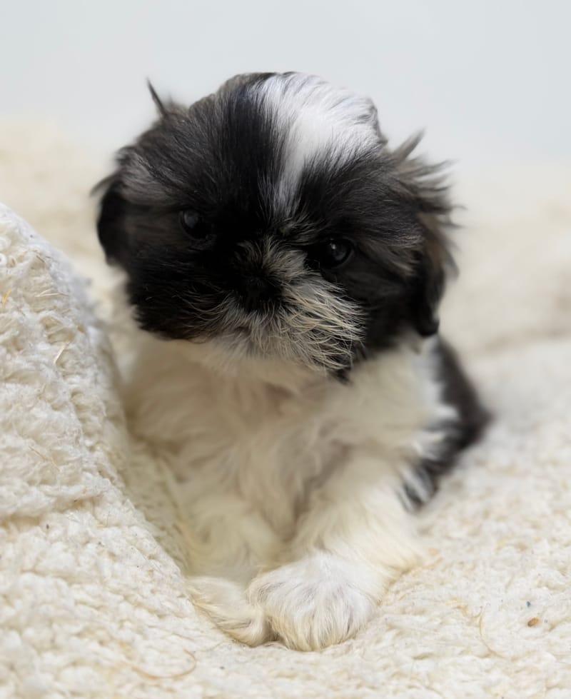 Bob, ShihTzu mâle né le 01/03/26 LOF